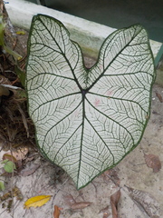 Caladium