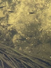 Poecilia latipinna