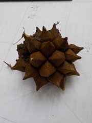 Duguetia