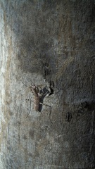 Liturgusa maya