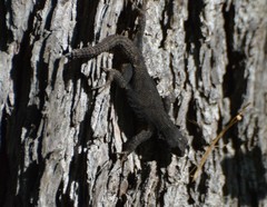 Sceloporus grammicus