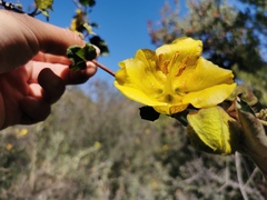 Fremontodendron mexicanum