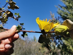 Fremontodendron mexicanum