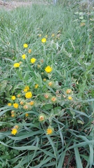 Grindelia squarrosa serrulata