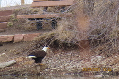 Haliaeetus leucocephalus