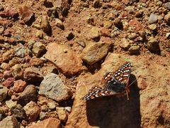 Euphydryas editha quino