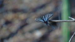 Protographium epidaus fenochionis