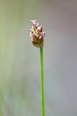 Eleocharis nitida