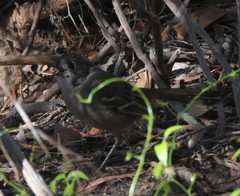 Drymodes brunneopygia