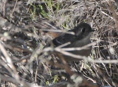 Drymodes brunneopygia