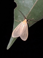 Biturix venosata