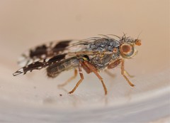 Tephritis pura