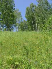 Tephroseris integrifolia