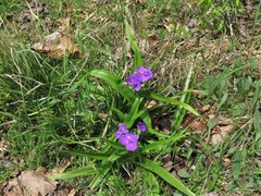Tradescantia ernestiana