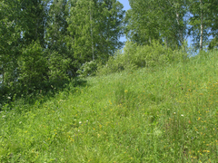 Tephroseris integrifolia