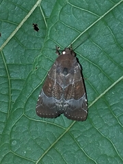 Hampsonodes mastoides