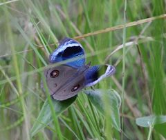 Junonia artaxia