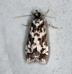 Eudonia aphrodes