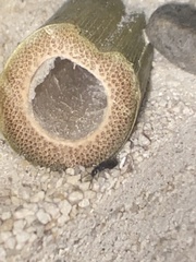 Syntomus americanus