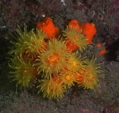 Dendrophyllia arbuscula