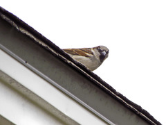 Passer domesticus