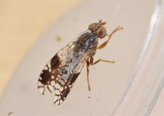 Tephritis pura