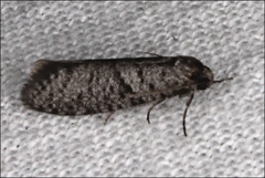 Lepidoscia annosella