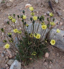 Papaver radicatum