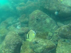 Johnrandallia nigrirostris