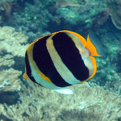 Chaetodon tricinctus