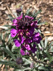 Erysimum linifolium