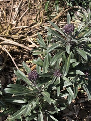 Erysimum linifolium