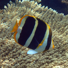 Chaetodon tricinctus