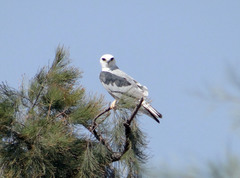 Elanus leucurus