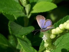 Zizula hylax pygmaea