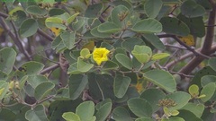 Yellow Cordia (Cordia lutea)