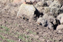 Urocitellus beldingi