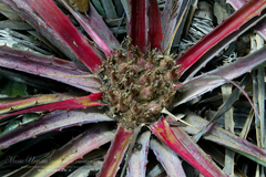 Bromelia karatas