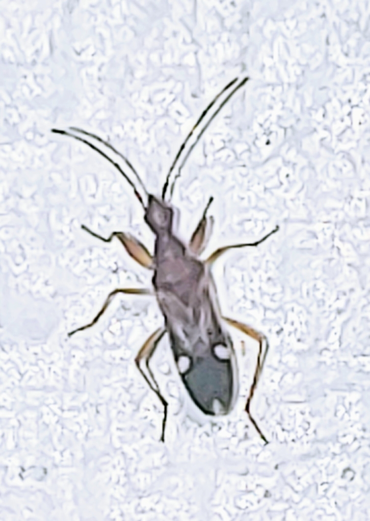 Heraeus triguttatus