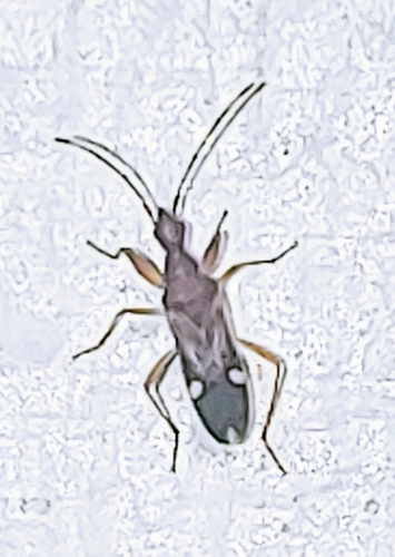 Heraeus triguttatus