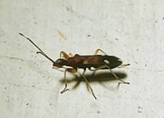 Heraeus triguttatus