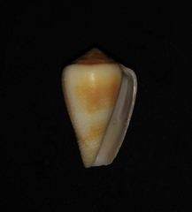 Conus gladiator