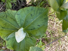Trillium albidum