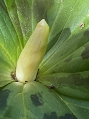 Trillium albidum