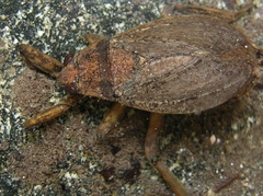 Abedus indentatus