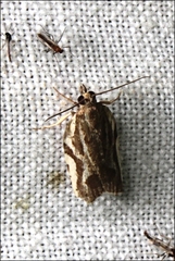 Technitis cataractis