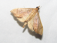Sericoplaga externalis