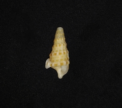 Rhinoclavis gemmata