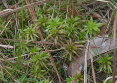 Sphagnum medium