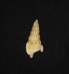 Rhinoclavis gemmata